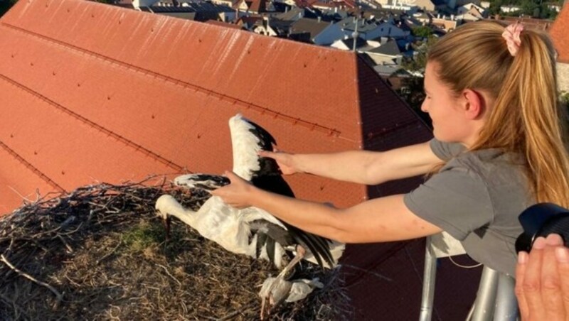 Rein mit dir! Der Jungstorch ist nach der Bruchlandung zurück im Nest hoch über Freistadt (Bild: FF Freistadt)