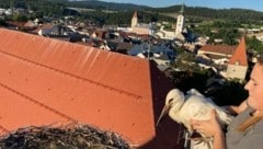 Der junge Storch wird von der Feuerwehr und Tierschutzstelle Freistadt ins Nest zurückgesetzt. (Bild: FF Freistadt)