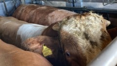 Tiertransporte – barbarisch, nicht zeitgemäß, eine Verhöhnung und Quälerei fühlender Lebewesen. LR Hannes Amesbauer hat sie im Fokus. (Bild: APA/LPD NÖ)