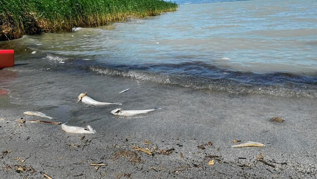 Jetzt hat das Fischsterben im Neusiedler See begonnen. (Bild: zVg)