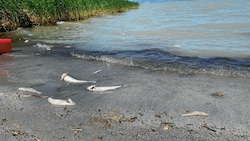 Jetzt hat das Fischsterben im Neusiedler See begonnen. (Bild: zVg)
