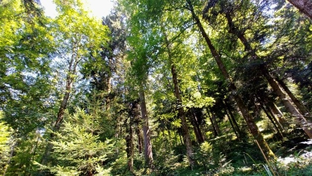 Ein „klimafitter“ Wald (Bild: Rubina Bergauer)