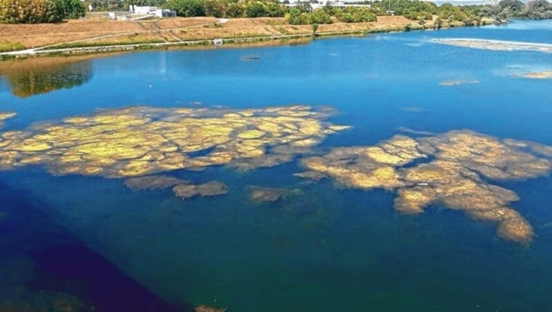 Im südlichen Teil der Donauinsel haben sich große Wasserpflanzenteppiche entwickelt. Die Gefahr, in den Pflanzen hängen zu bleiben, ist groß. (Bild: Heinz Janischka)