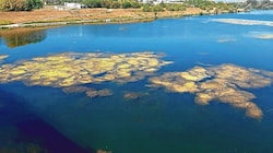 Im südlichen Teil der Donauinsel haben sich große Wasserpflanzenteppiche entwickelt. Die Gefahr, in den Pflanzen hängen zu bleiben, ist groß. (Bild: Heinz Janischka)