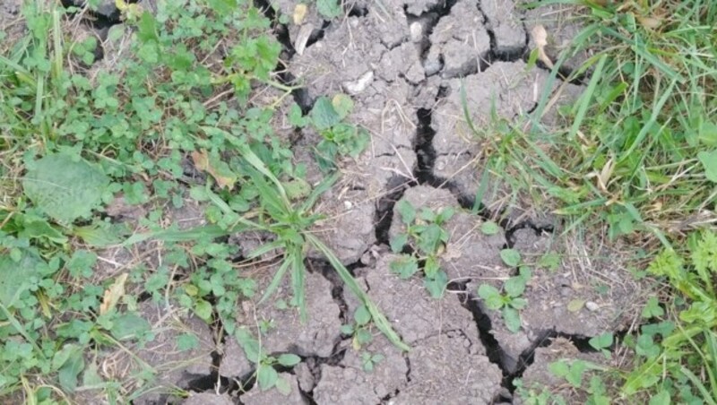 Sind die Böden erst einmal so richtig ausgetrocknet, dann hilft auch kein Sommergewitter mehr. (Bild: Privat)