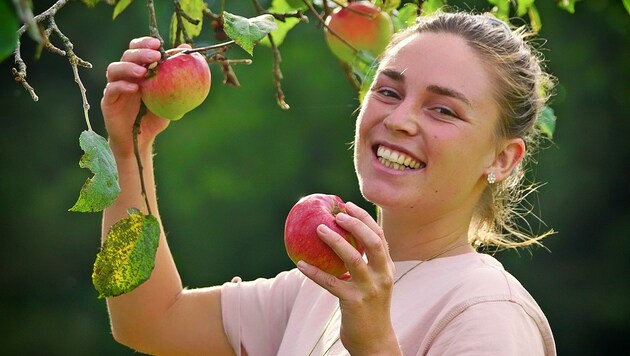Nicht überall erlaubt: Äpfel pflücken nach Lust und Laune. (Bild: Alois Litzlbauer)