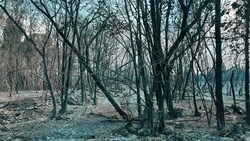 350 Hektar Wald wurden im Karstgebiet Opfer der Flammen. (Bild: Jennifer Kapellari)