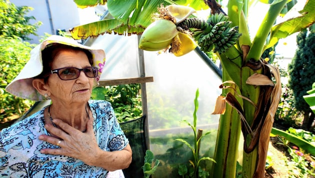 Fatima Mehić neben ihrem zehn Jahre alten Bananenbaum (Bild: EPA)