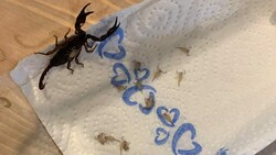 Eine ganze Skorpion-Familie wurde in Natternbach entdeckt. (Bild: Tierhilfe Gusenthal)