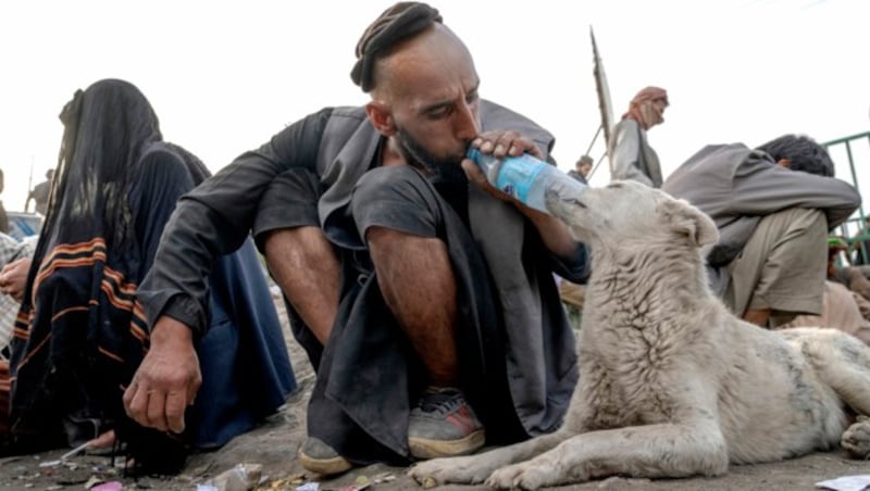 Sogar Tiere wie etwa Hunde sind in Afghanistan drogenabhängig. (Bild: ASSOCIATED PRESS)