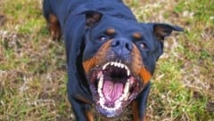 Ein Rottweiler verbiss sich in zwei kleine Kinder und deren Oma. (Bild: mlkvous - stock.adobe.com)