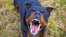 Ein Rottweiler verbiss sich in zwei kleine Kinder und deren Oma. (Bild: mlkvous - stock.adobe.com)