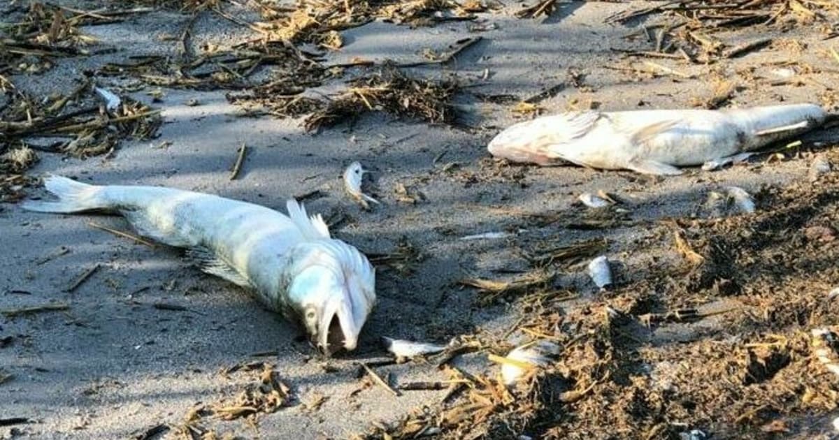 Drama of Neusiedlermeer – fish die: “Something must be done urgently ...