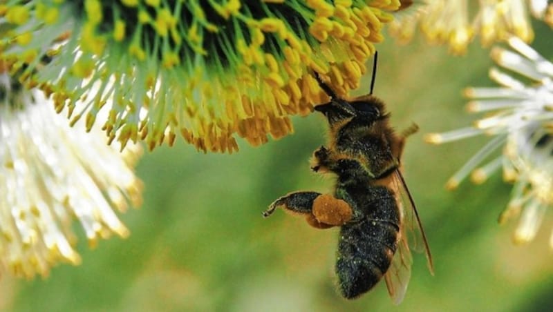 28.03.2022, Linz, AUT, Fruehling, Blumen, Fruehlingsboten, im Bild Weidenkaetzchen, Sal Weide, Biene (Bild: © Harald Dostal / 2022)