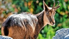 Für viele Wildtiere ist die Hitze ein Albtraum (Bild: Christof Birbaumer)