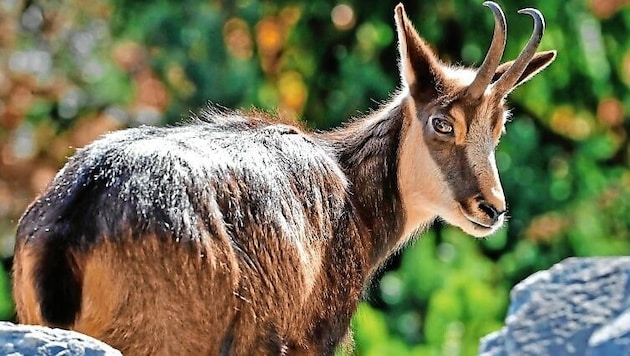 Für viele Wildtiere ist die Hitze ein Albtraum (Bild: Christof Birbaumer)