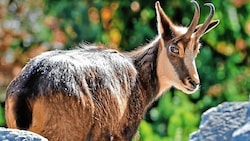 Für viele Wildtiere ist die Hitze ein Albtraum (Bild: Christof Birbaumer)