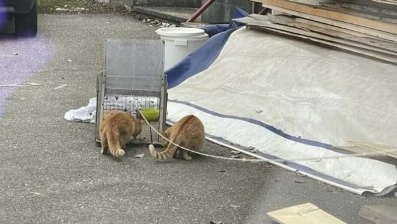 27.000 Kilometer sind die Frauen des Tierschutz Aktivs heuer schon gefahren, um Streunerkatzen zu kastrieren. (Bild: Tierschutz Aktiv)