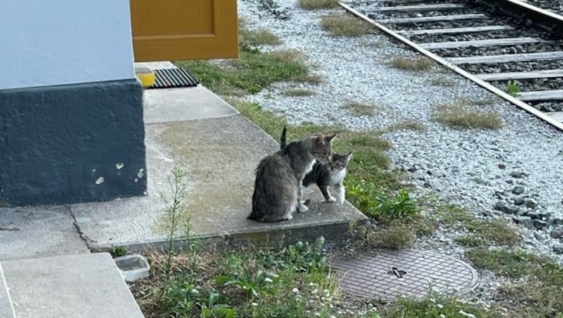 Die kranke Katzenmutter wurde mit ihren Jungen auf einer Pflegestelle untergebracht. (Bild: Tierschutz Aktiv)