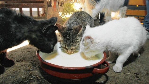 Bauernkatzen bekommen oft nur Milch (Bild: Jürgen Radspieler)