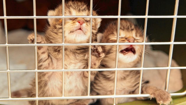 Keine Katze sollte im Käfig leben müssen (Bild: KRONEN ZEITUNG)