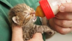 Dieses kleine Wesen hatte Glück und wurde gerettet. Doch viele Streunerkatzen verenden ...