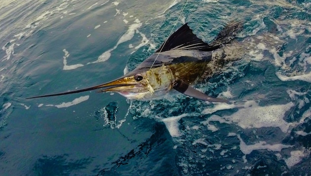 Vor der Küste von Florida ist eine Frau bei einem Angelausflug von so einem Segelfisch (Bild) aufgespießt und schwer verletzt worden. (Bild: stock.adobe.com - omarparguera)