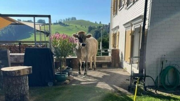 Die ausgebüxte Kuh sorgte in der 15.000-Einwohner-Gemeinde Herisau für einige Aufregung. (Bild: KAPO Appenzell Ausserhoden)