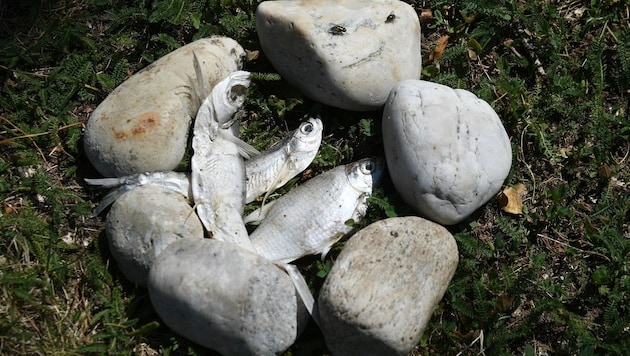 Durch den Sauerstoffmangel verendete einige Fische (Symbolbild) (Bild: P. Huber)