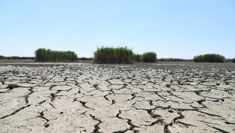 Der Wasserstand im Neusiedler See ist so niedrig wie seit Jahrzehnten nicht mehr. (Bild: P. Huber)