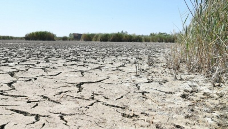 Der Neusiedlersee im Burgenland erlebte im Sommer 2022 eine enorme Trockenheit durch den menschengemachten Klimawandel. (Bild: P. Huber)