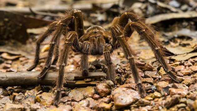 Die Goliath-Vogelspinne (Theraphosa blondi) wird bis zu 200 Gramm schwer. Der Körper wird bis zu zwölf Zentimeter lang, die Beinspannweite beträgt bis zu 30 Zentimeter. (Bild: stock.adobe.com)