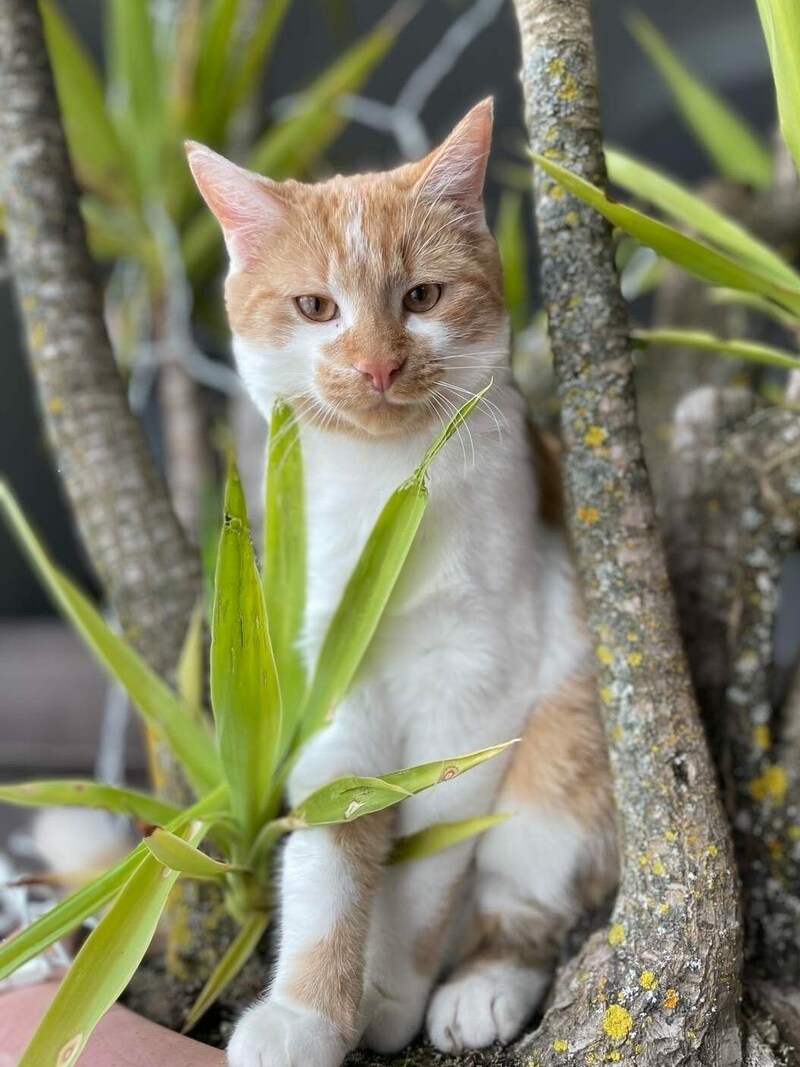 Der gemütliche Kater war nur sehr selten im Freien, er liebte seine Menschen. (Bild: zVG)