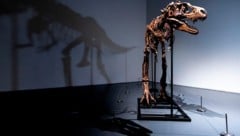 Gorgosaurus (Bild: AP Photo/Julia Nikhinson)