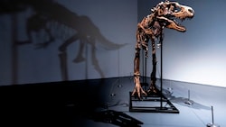 Gorgosaurus (Bild: AP Photo/Julia Nikhinson)