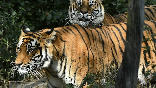 Bengalischer Tiger (Symbolbild) (Bild: AFP/Prakash Mathema)