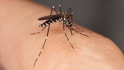 Eine Asiatische Tigermücke, die Dengue-Fieber übertragen kann (Bild: fotomarekka, stock.adobe.com)