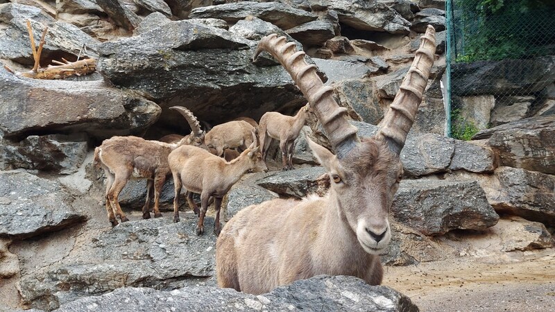 Im Tierpark Rosegg kann man viele beeindruckende Tiere beobachten. (Bild: Hubert Rauth)