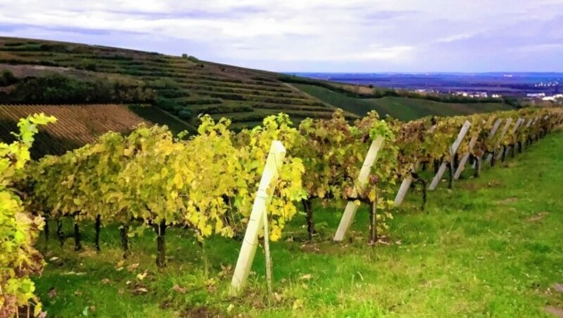 Der Weinbau hat in Ungarn schon lange Tradition. Jetzt steigt in Europa die Nachfrage nach der Rebsorte Blaufränkisch. (Bild: Grammer Karl)