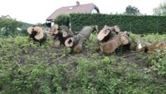 Der Öko-Frevel in Pressbaum sorgte für großes Aufsehen im Land. (Bild: Judt Reinhard)