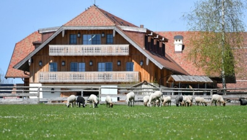 Der Tiergnadenhof Gut Aiderbichl wird zur Hochzeitskulisse für Susanne Riess und EU-Kommissar Johannes Hahn. (Bild: Wolfgang Spitzbart)