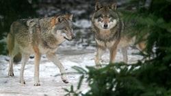 Bei einer Wolfssichtung ist das richtige Verhalten das A und O. (Bild: APA/dpa-Zentralbild/Z1022/Patrick Pleul)