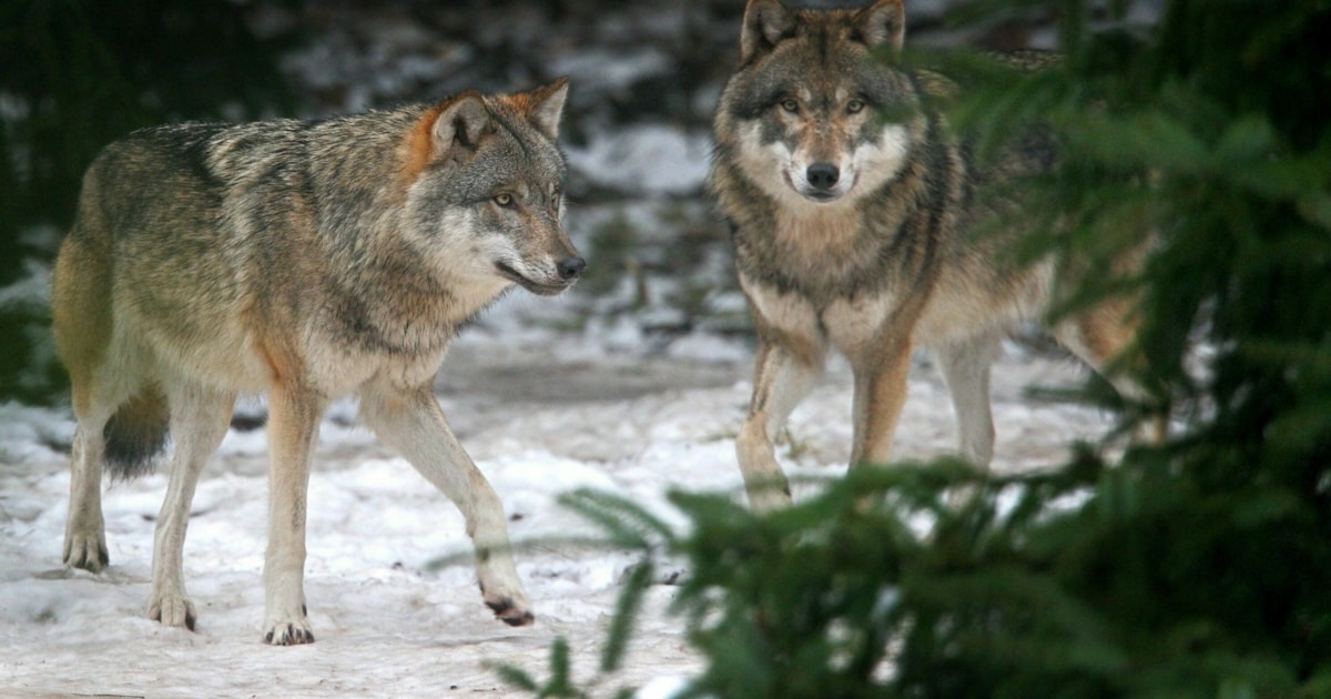 The number of wolf packs in the Alps is growing rapidly | Today Times Live