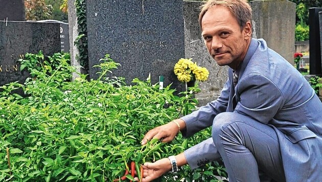 Friedhofsverwalter Walter Pois zeigt der „Krone“ stolz seine heurige Pfefferoni-Ernte und hofft ...