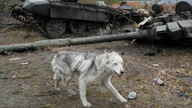 Ein streunender Hund vor einem zerstören russischen Panzer im Donbass (Bild: AP)