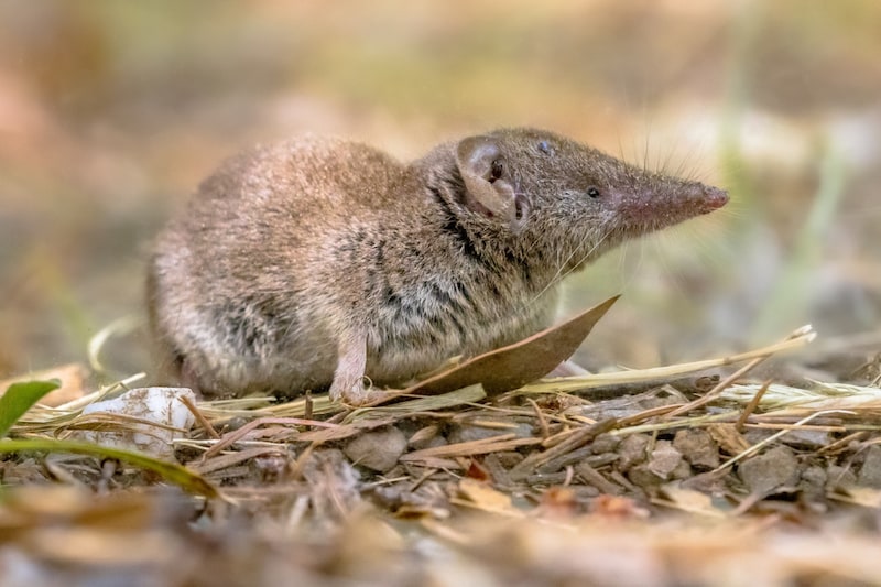 Herzig, der Kontakt mit einer Spitzmaus ist aber keineswegs ungefährlich. (Bild: Creative Nature/Adobe Stock)