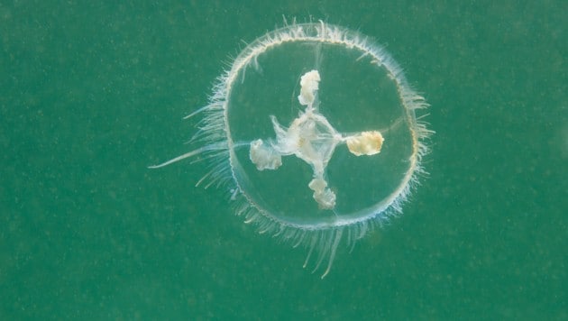 Eine Süßwasserqualle (Craspedacusta sowerbii) (Bild: Rostislav - stock.adobe.com)