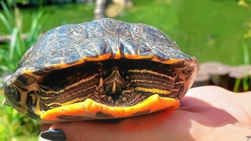 Diese Schmuckschildkröte schwamm heuer im Wörthersee (Bild: Helga Happ)