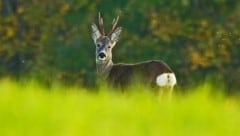 Die Brunftzeit der Rehe bringt auch verstärkten Wildwechsel mit sich. (Bild: Alois Litzlbauer)