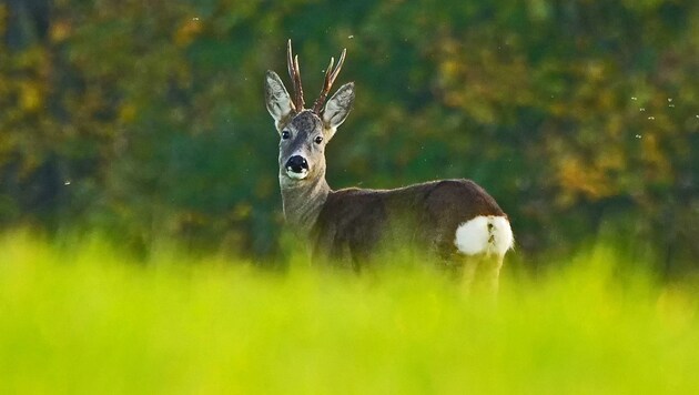 Die Brunftzeit der Rehe bringt auch verstärkten Wildwechsel mit sich. (Bild: Alois Litzlbauer)